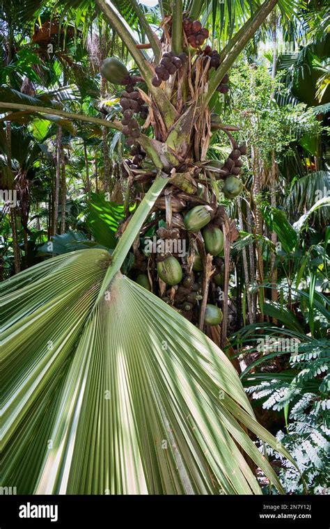 Huge Nuts Of Coco De Mer Palm Tree In Vallee De Mai Praslin Island