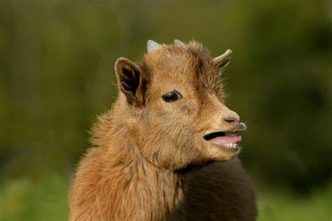 3 Months Old Pygmy Goat Or Dwarf Goat Capra Hircus Calling Stock