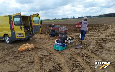 Sadzenie ziemniaków na polach doświadczalnych w Sielinku Krajowe Dni