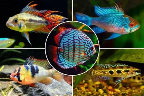 9 Cichlid Types - Rare & Common Cichlids (With Photos)