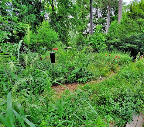 nurturing  firefly habitat  helps restore nature