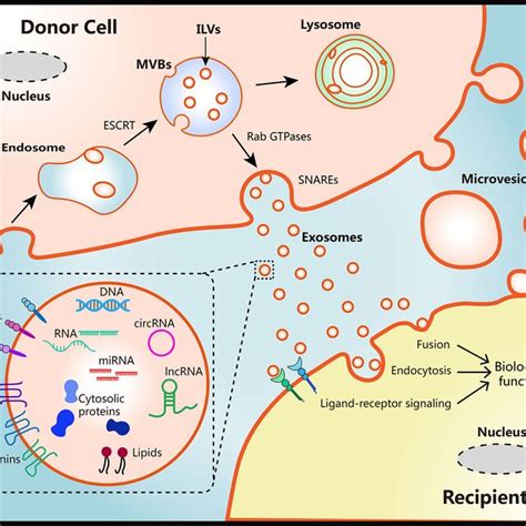 Schematic Diagram Of The Biological Features Of Evs A Biogenesis Download Scientific