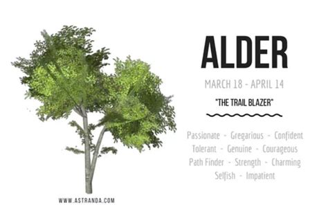 Alder Tree Symbolism And Meanings Artofit