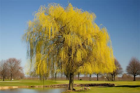 Weeping Willow Tree Lake Free Photo On Pixabay Pixabay