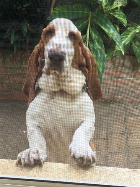 Love My Basset Basset Hound Basset Bassett Hound