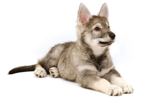 Tamaskan Dog - Temperament, Lifespan, Shedding, Puppy