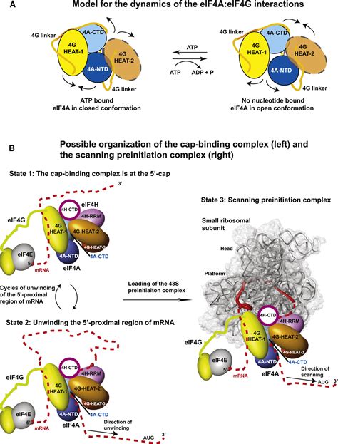 Topology And Regulation Of The Human Eif4a4g4h Helicase Complex In