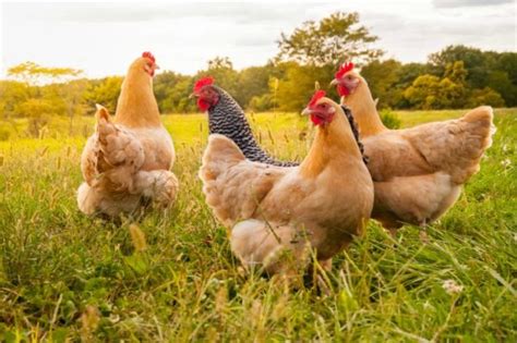 A Que Edad Las Gallinas Empiezan A Poner Huevos Todo Sobre