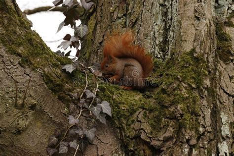 Wiewiorka Pospolita Sciurus Vulgaris Red Squirrel Stock Photo Image