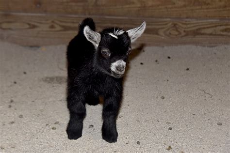 Maryland Zoo Welcomes Newborn Goat Kid | The Maryland Zoo