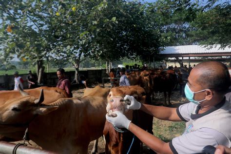 Stok Hewan Kurban Di Madiun Surplus Pastikan Kebutuhan Idul Adha Tahun