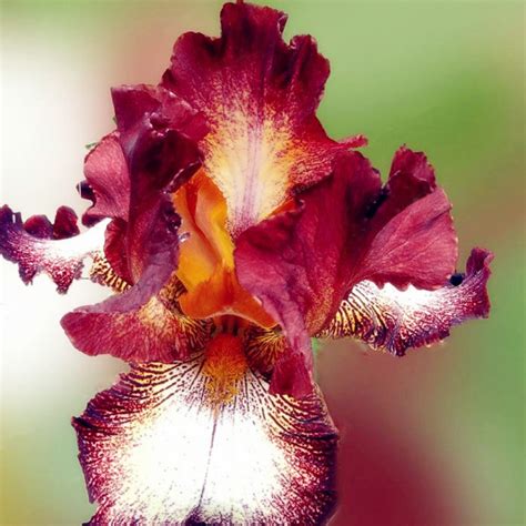 Rare Iris Seeds Pcs Pack