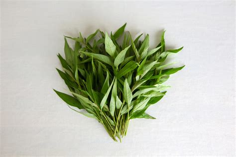 rau ram hop tac xa rau qua sach chuc son