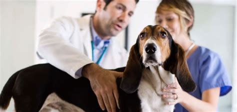 Check Up Em Cães E Gatos Entenda A Importância