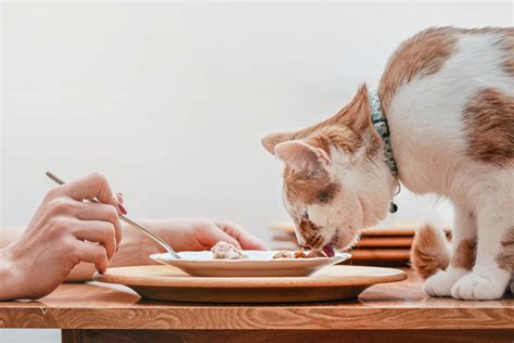 【獣医師監修】猫が食べてはいけないもの一覧！危険な成分や食べてしまったときの対処法は？ 猫の生活 Sbiいきいき少短