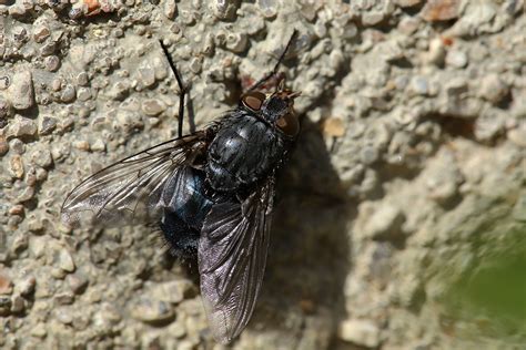 Calliphora Sp April 2024 Fovslet Kolding Denmark Erland Refling