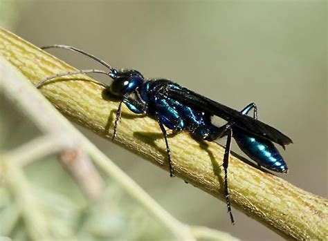 Steel Blue Cricket Hunter Wasp Chlorion Bugguidenet