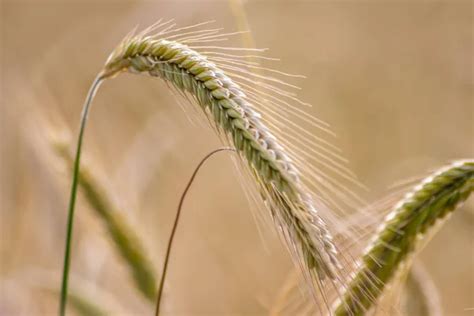 Growing Farming Field With Grain Cereal Ripening Wheat Waiting For Summer Harvest And