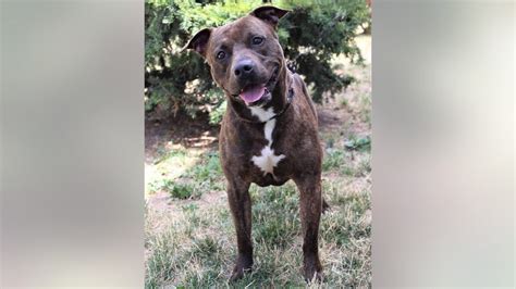 Beautiful brindle dog available for adoption in New Jersey: ‘Old school ...