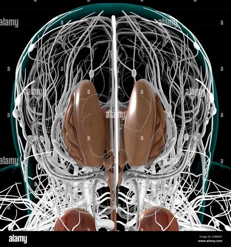 Partes Internas Del Cerebro Mind Map The Best Porn Website