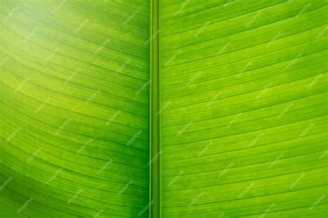 Premium Photo Green Banana Leaf Texture Background In Close Up View