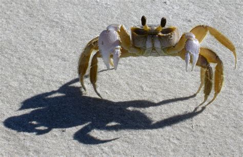 Ghost Crab Behavior