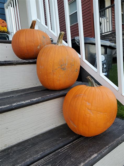 How To Preserve Uncarved Pumpkins