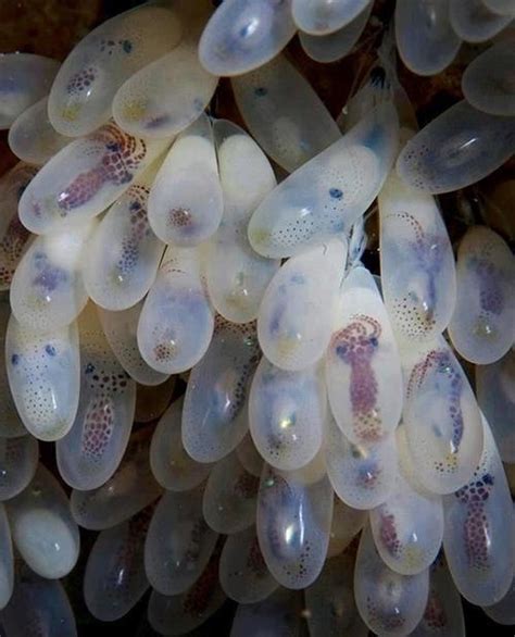 Octopus eggs! : r/pics