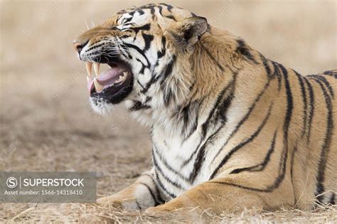 South Africa Private Reserve Asian Bengal Tiger Panthera Tigris Tigris Resting Flehmen