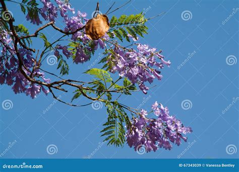 Jacaranda Tree Flowers And Seed Pod Stock Image Image Of Blue Leaves