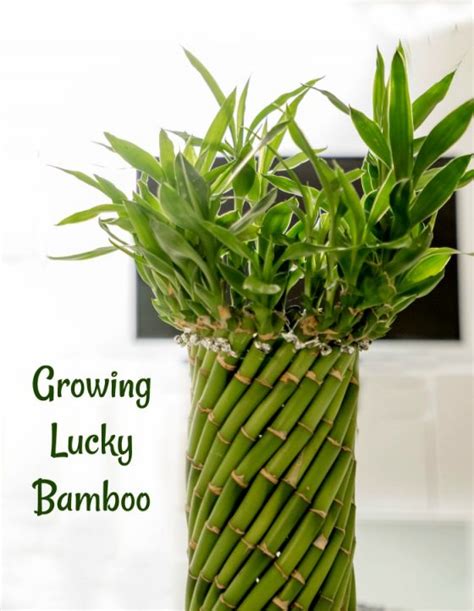 Lucky Bamboo Plant Growing Tips Dracaena Sanderiana Plant Care