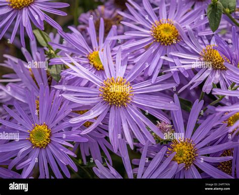 Mauve Coloured Flowers Of Aster X Frikartii Mönch Growing In A Uk