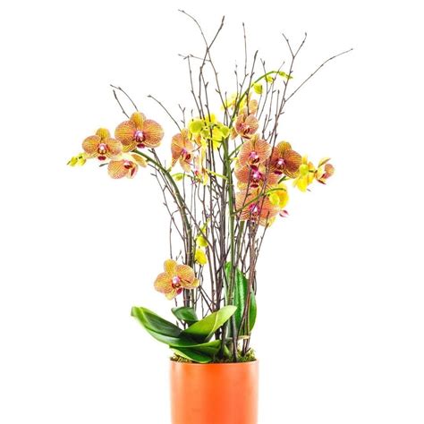 Orange Orchid Planting Green Fresh Florals Plants