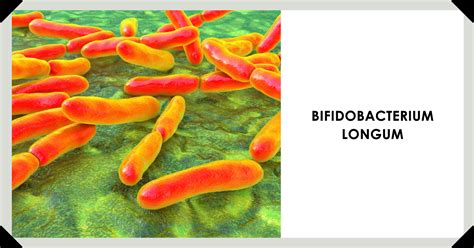 Bifidobacterium Longum 101 BioPhysics Essentials