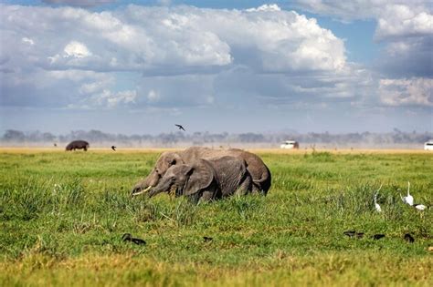 Elefante Madre Y Beb En Amboseli Kenia Foto Premium