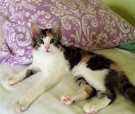 Craigslist Lancaster Kittens at Orlando Britt blog