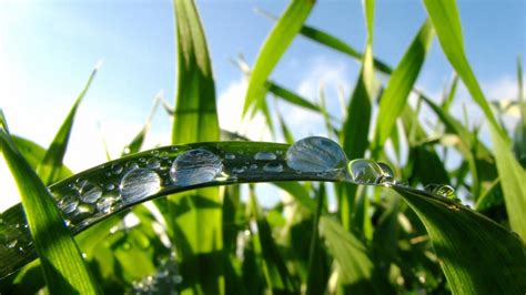 Fondos De Pantalla Luz De Sol Agua Naturaleza Césped Rama Verde