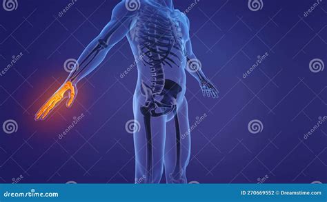 Anatomy Of The Human Hand Stock Illustration Illustration Of Bones