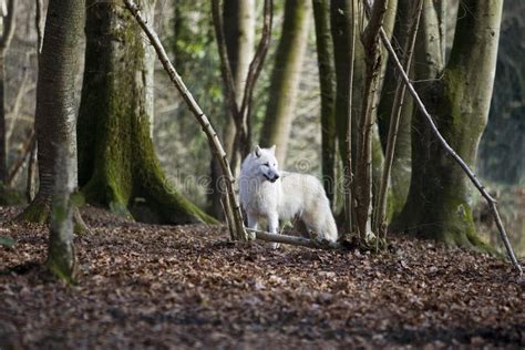 Arctic Wolf Canis Lupus Tundrarum Adult Standing On Dried Leaves In