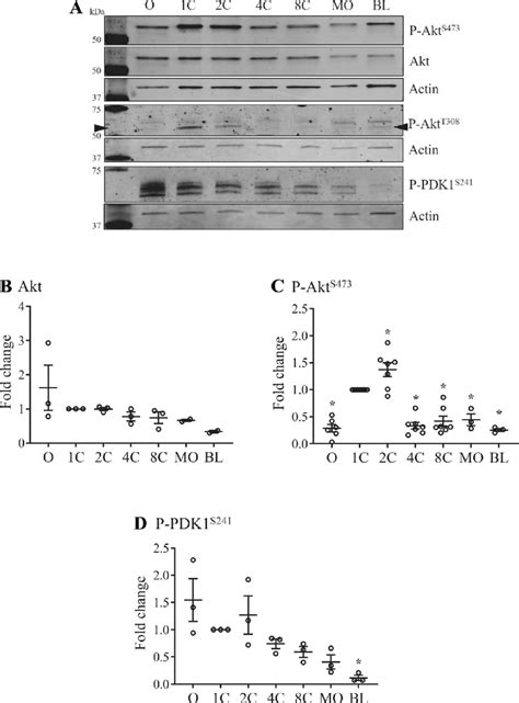 Expression And Phosphorylation Of Pi3kakt Signaling Components In Download Scientific Diagram