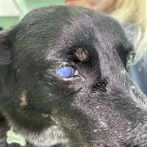 Primary Lens Instability In Dogs | OphthoVet Consulting
