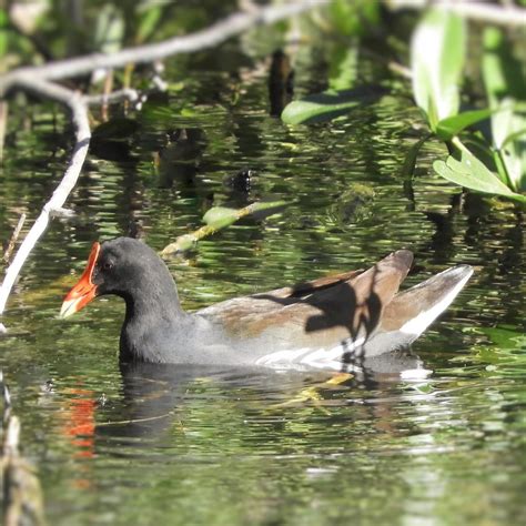 Common Gallinule Casa Ana Playa Larga Cuba Jan Mersey Flickr