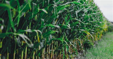 Estimating Corn Yield In The Field