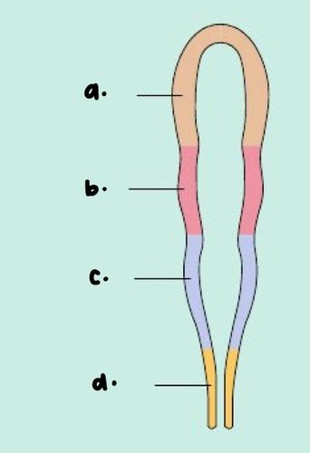 Spinal Cord Five Major Divisions And Major Structures Of The