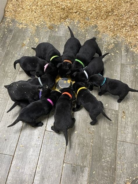 Black Lab Puppies | America's Pet Registry