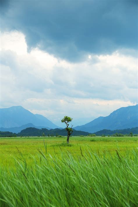 Fotos Gratis Paisaje Rbol Naturaleza Bosque C Sped Horizonte