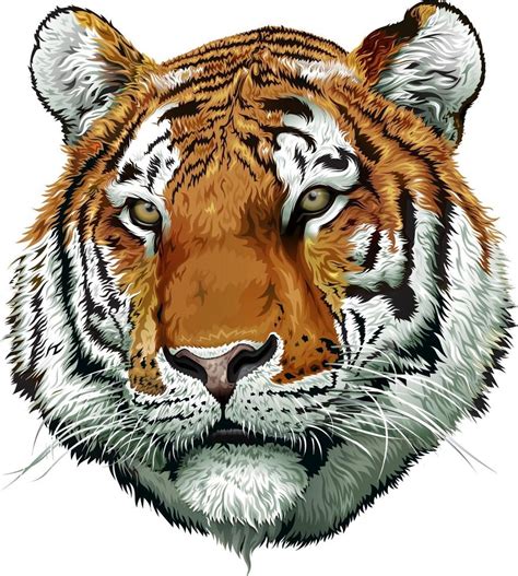 Rosto De Tigre Desenho - Rosto De Desenho De Tigre Desenhos De Tigre Como Desenhar UmTigre