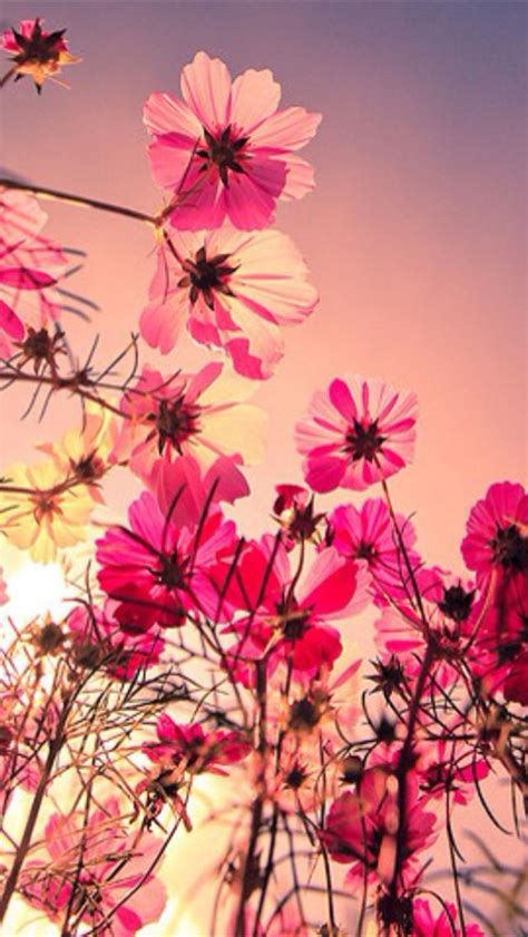 🔥 [50+] iPhone Wallpapers Flowers | WallpaperSafari