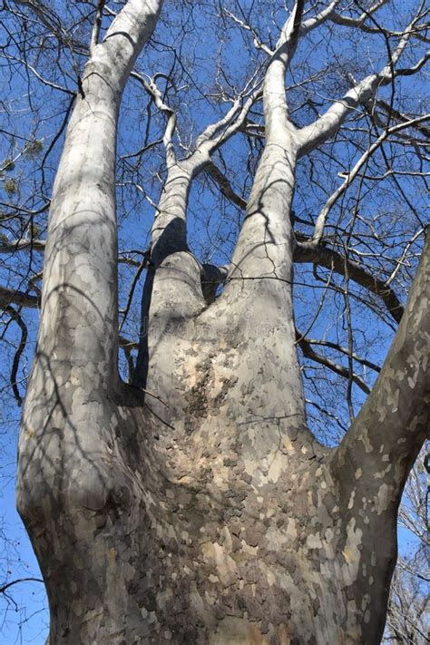 Big Naked Tree In Arboretum Stock Image Image Of Structure Texture