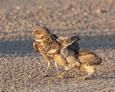 More Baby Burrowing Owl Photos – Foothills Clusters Wildlife